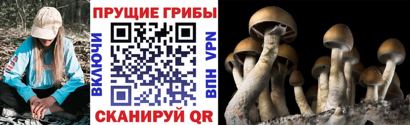 Псилоцибиновые грибы прущие грибы  цена   кракен ссылки  Дедовск 